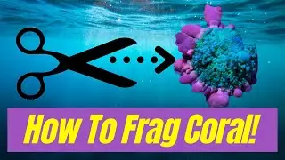 How To Frag Coral! We show you with a Mushroom Coral