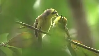 Planeta Terra - As Ilhas Ogasawara - document&aacute;rio dublado
