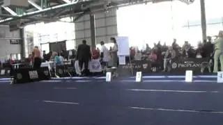 Bedlington,Salzburg-2012,HUNDIN - OFFENE KLASSE,MOV287.MOD