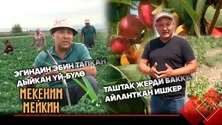 Какыраган таштак жерди бакка айланткан ишкер // Беш жылда 50 миң көчөт // МЕКЕНИМ МЕЙКИН берүүсү