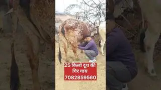 25 किलो दूध की गिर गाय , Gir Cow For Sale , Gir Cow Dairy Farm in Gujarat ,