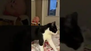 &ldquo;Two Cute Cats Play Fighting 😹🐾 | Too Adorable!&rdquo;#catshorts