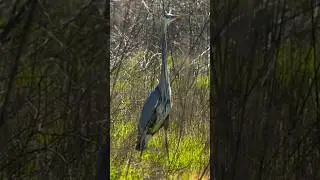 Great blue heron @Habib.Tv26#amazing#shorts#short#viral#youtubeshort#shortsvideo#trending