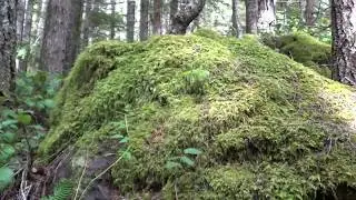 Mount Stone pt.2 Putvin Trail Olympic National Forest