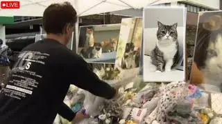 Maru Cat Funeral | Japanese Internet cat Maru Last Tribute Video 💔 😭 