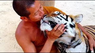 &bull; AINU &bull; Tiger Temple 🐅 ainu.net ((Subscribe)) #animals #cat #tiger #cats #cat #healingmusic #yoga