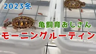 31匹の亀を飼育する、おじさんのモーニングルーティン2023冬