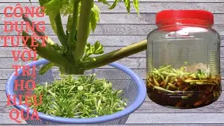 Hoa đu đủ đực chữa bệnh trị ho hiệu quả | Healing papaya flowers