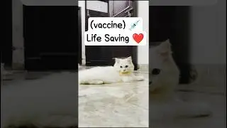 Healthy cats😺 = vaccinated cats💉@leo_lily0 #CatVaccination #PersianCat #Cat #Petcare#viral