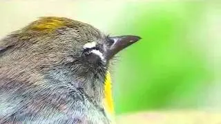 resting goldfinch