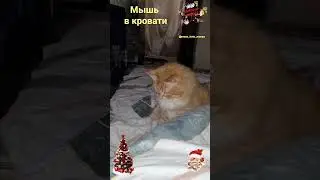 Мышь в кровати. Mouse in the bed.