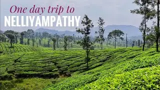 Nelliyampathy | One day trip travel guide | Kesavan Para | Tea Estate | Jasmin Nooruniza