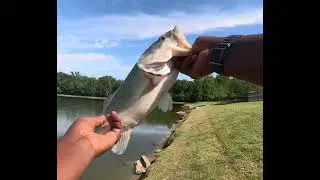 MADRich Fishing Go-To Bait!!!