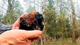 Chaga Pilz ernten und einen k&ouml;stlichen Tee Zubereiten