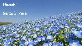 【Japan travel guide#8】Ibaraki (2) Hitachi seaside park, Oarai Isosaki Shrine, Kairakuen Garden