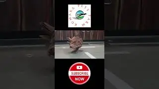Subscribe | SAVE PETS | BIRDS 🐦 | DOGS 🐕 | CAT 🐈 | WILD ANIMALS  ANIMAL | HOME PETS 🦜 🐦 🐶 🐈&zwj;⬛️ 😺