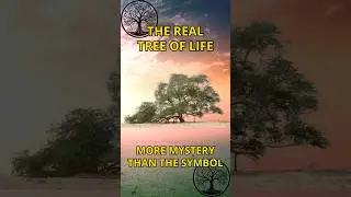 This Tree Survives in a Desert&mdash;And No One Knows How