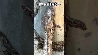 Chameleon&rsquo;s eyes moving independently&mdash;nearly 360 degree vision #shorts #nature #fun