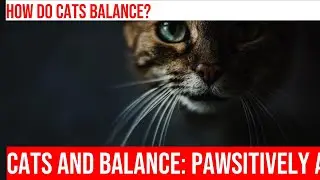 Bringing Balance to Your Cat: Anatomy of Feline Paws & Equilibrium