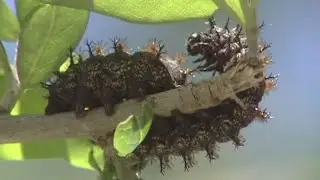 Buck Moth Caterpillar season begins