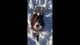 With the PawChamp dog training app, you get step-by-step support!