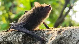 smallest animal in the world 🌎 