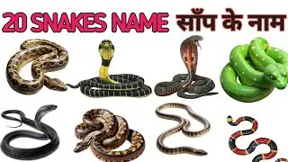 20 snakes name in english for kids| Colour full learning video| snake name hindi and english kids