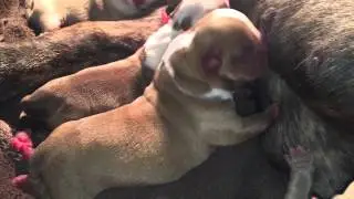 BLOCKBULLYS INBRED KINGPINLINES MR. SIPOWITZ MALE @ 1 DAY O