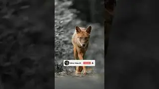 Wildlife Photography.😱🔥 Continuous #Shooting Guess the sony nikon canon_#viral #shots_