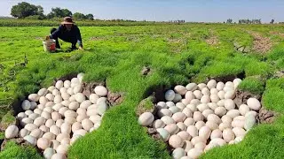 Top Video amazing  !Top Video unique  -A man picked a lot of duck eggs in a green, sandy rice field.