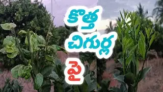 చీనిలో చెక్కెర పురుగు నివారణ || How to solved citrus psyllid in citrus plant|| dhanunjaya pobbala