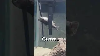 Fish CPR! They Arent Actually DEAD 2 (Gulper Revival) 😱 #shorts