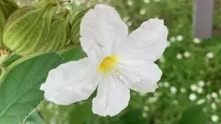 Cordia Boissieri Blossom