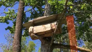 Бджолина колода рекордсмен по меду. The bee log is the record holder for honey.