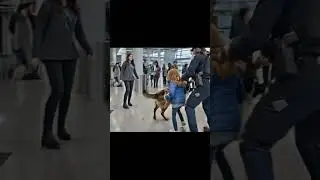 😱 Airport Dog Barked at Her Stuffed Toy &mdash; The Secret Inside Shocked Everyone! 🐶🧸✈️