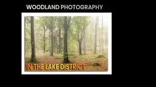 Autumn Woodland Photography | Coniston | Lake District