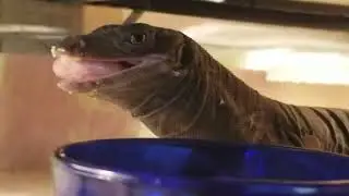 BLACK DRAGON NYX SCRAMBLED PINKIES & EGGS feeding baby Asian water monitor #lizard