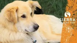How to Camp with a Dog