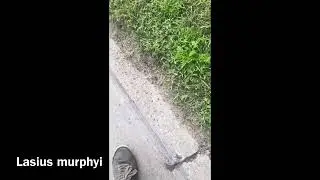 Lasius murphyi nuptial flight