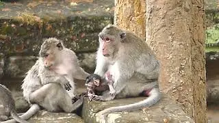 Jane monkey family update