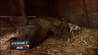 Krmača oprasila 20 prasića