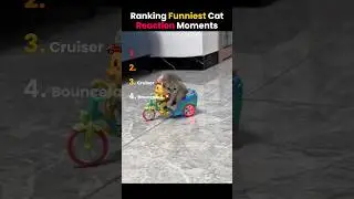 Ranking The FUNNIEST CAT REACTIONS EVER! #shorts #ranked #catshorts