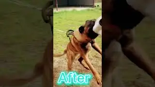 Tarzan before and after! #dog #dogtraining