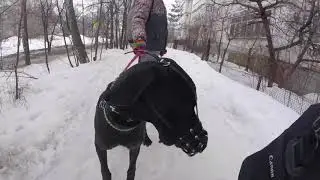Прогулка с Лу́ной