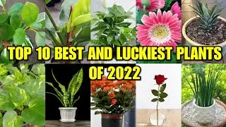 Top 10 Lucky Plants of 2022 | Feng Shui Plants of 2022 | Masuwerteng Halaman sa Bahay
