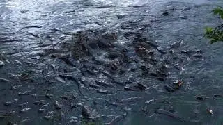 Fishes in JP Park, Bangalore