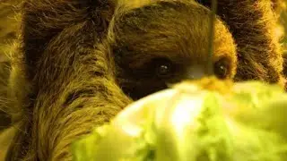 Adorable Baby Sloths  Nature's Slowest Charmers! #BabySloths #Wildlife #NatureLovers #SlowAndSteady