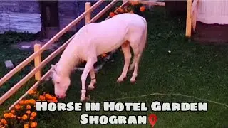 Explore Shogran Valley | Day 2 in Shogran | White Horse in our Hotel Garden | Vacation Story 2025