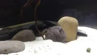 Dekeyseria sp. L052, The Butterfly Pleco