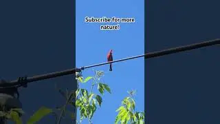 Cardinal Singing! #cardinals #nature #birdsounds @adventurelandvt